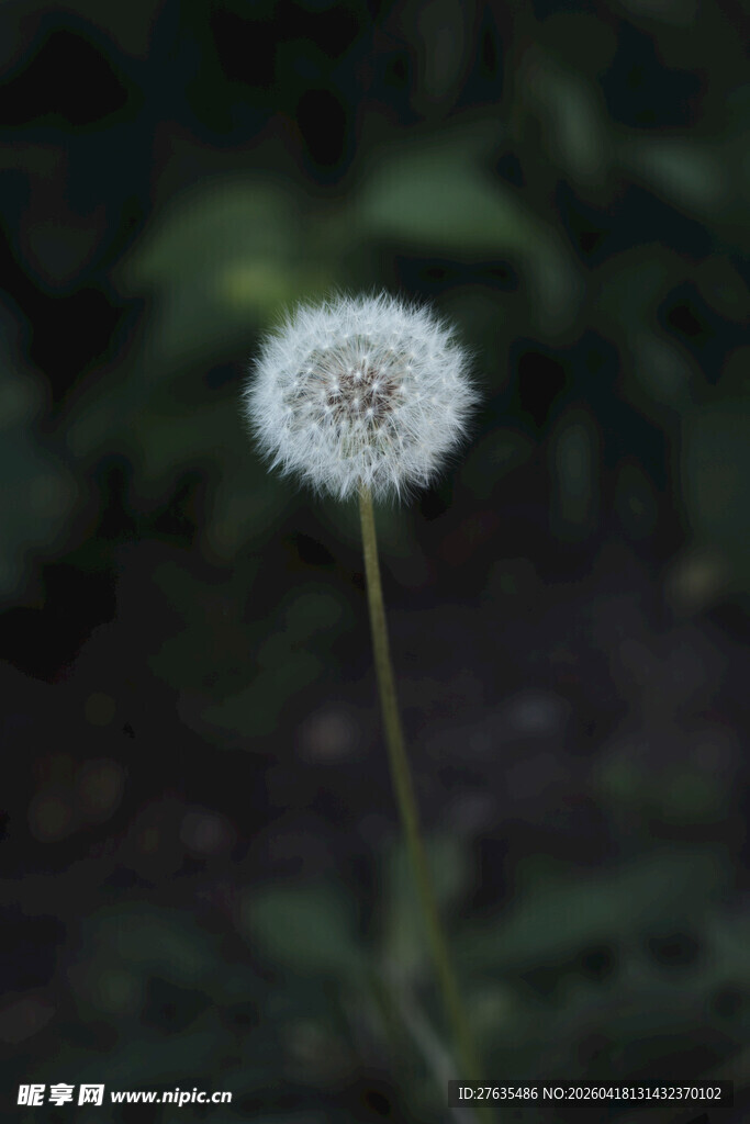 白色蒲公英特写