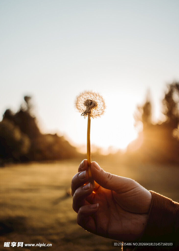 夕阳下手握蒲公英的瞬间