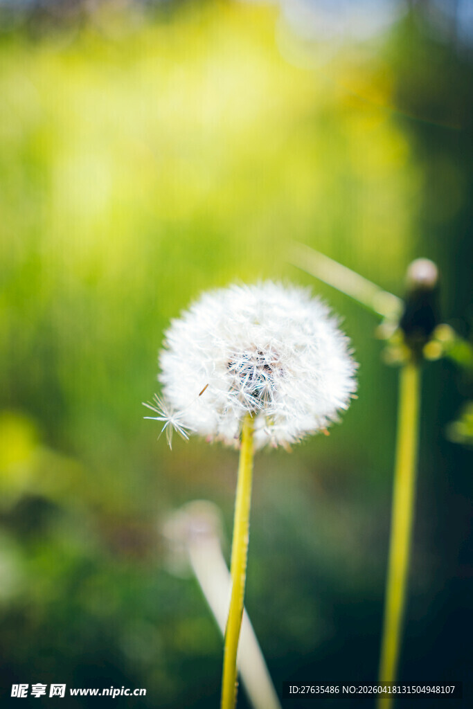 阳光下的蒲公英