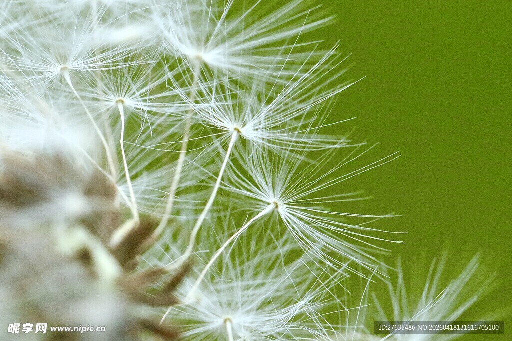 蒲公英特写