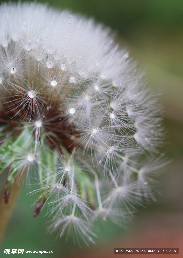 蒲公英特写