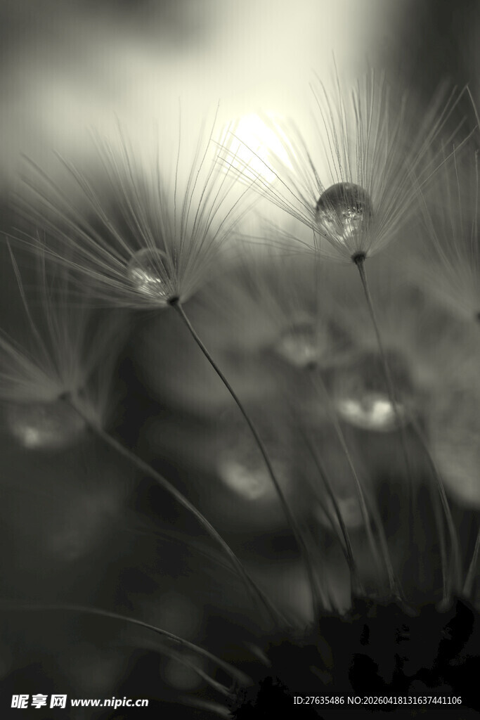 黑白蒲公英上的晶莹水珠