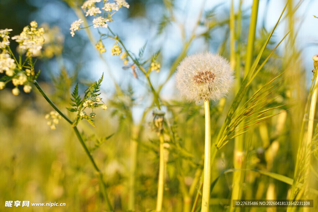 阳光下的蒲公英与野花