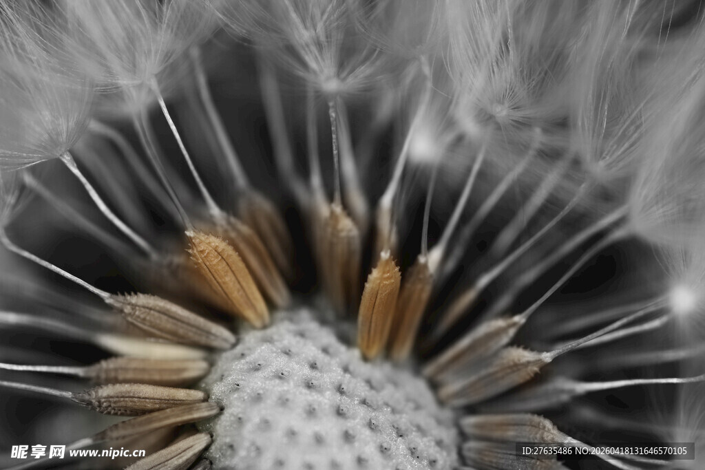 蒲公英种子特写