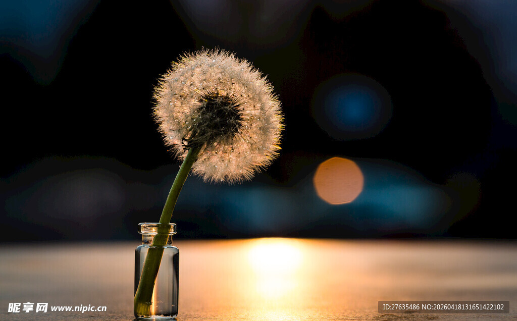 瓶中蒲公英的静谧之美
