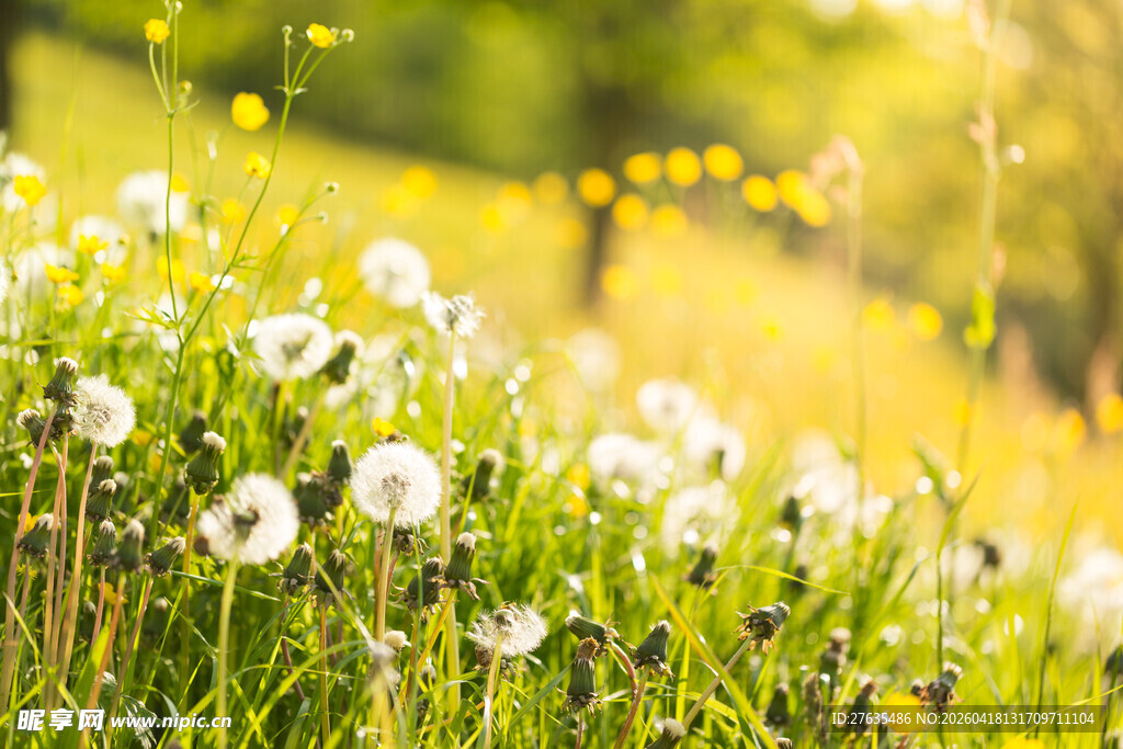 阳光下的蒲公英小白球