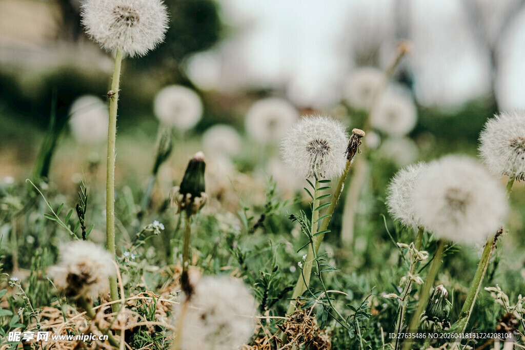 草地上的蒲公英小白球