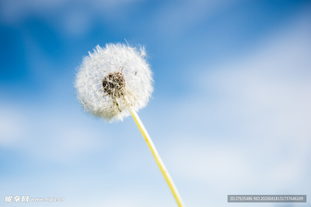 蓝天下的蒲公英