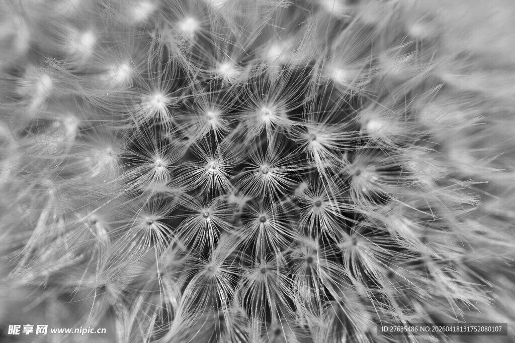 黑白蒲公英特写