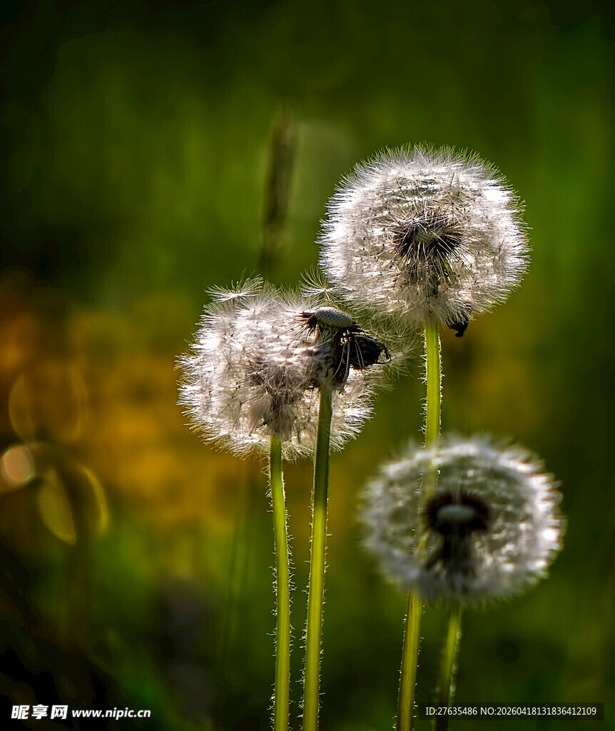 阳光下的蒲公英