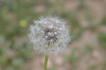 蒲公英特写