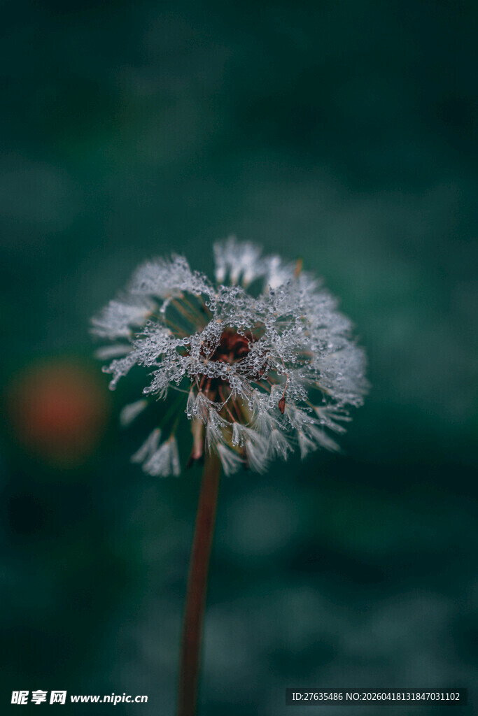 孤独蒲公英特写