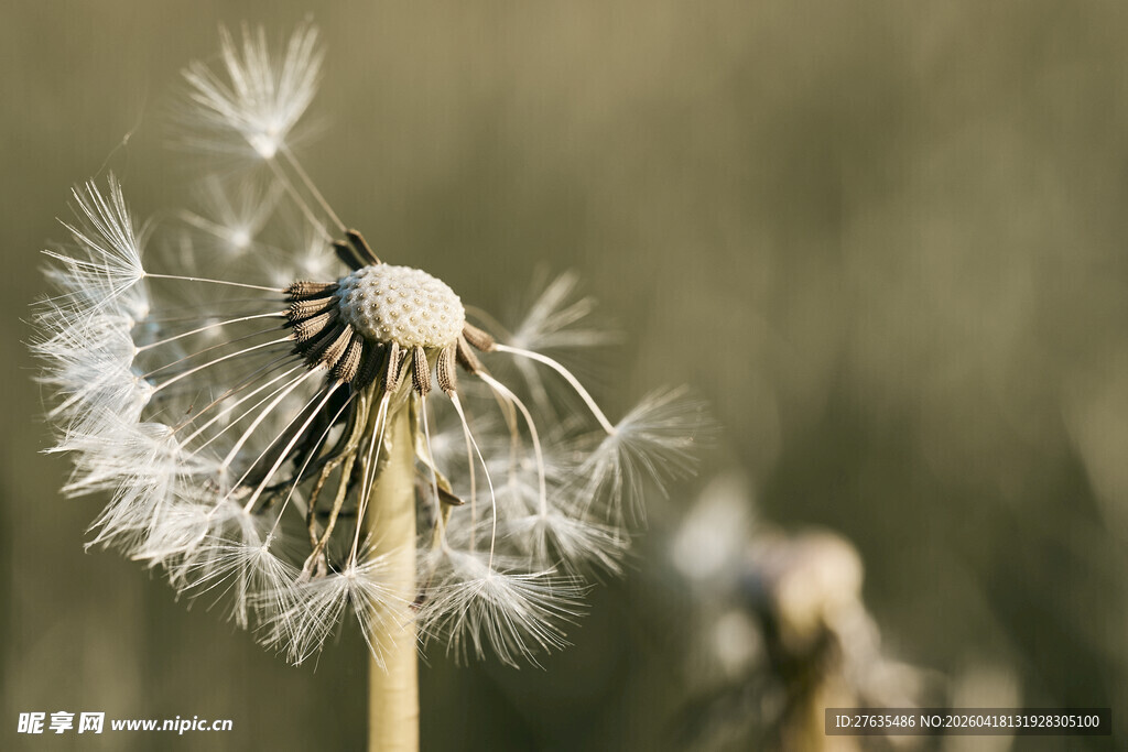 蒲公英种子待飞的瞬间