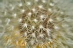 蒲公英特写
