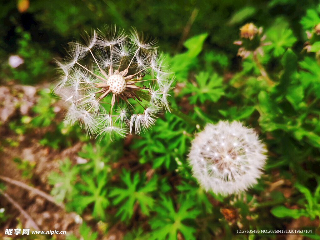 草地上的蒲公英与蛛网