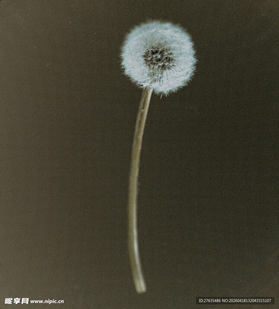 单株蒲公英特写