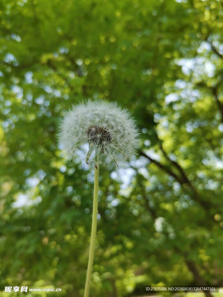 阳光下的蒲公英