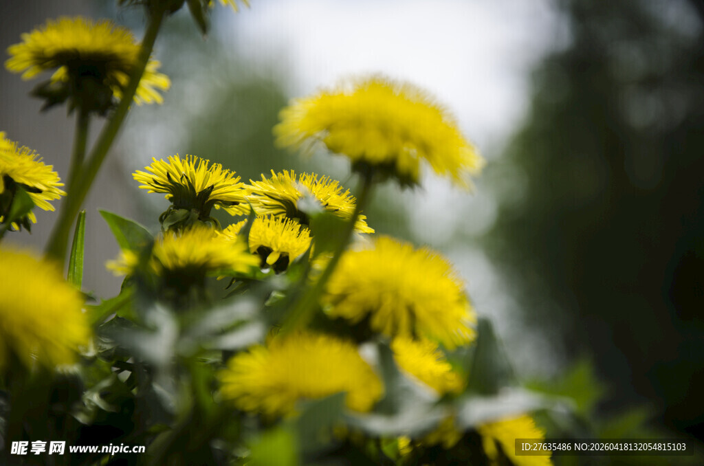绽放的黄色蒲公英花朵