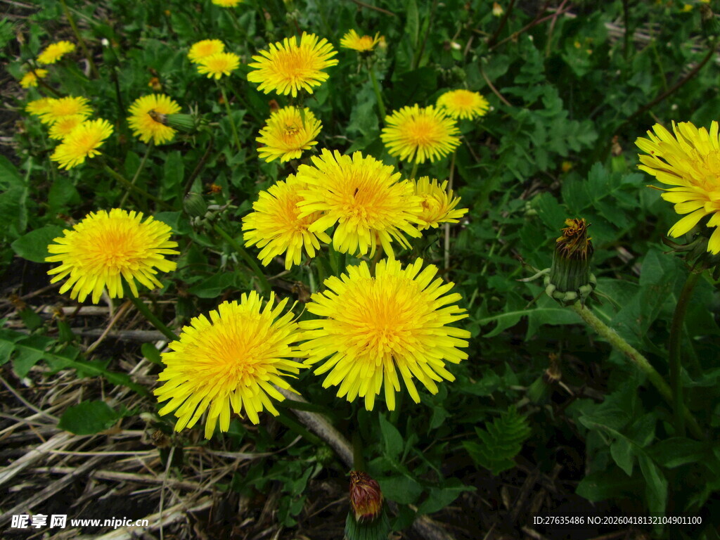 绽放的黄色蒲公英花朵