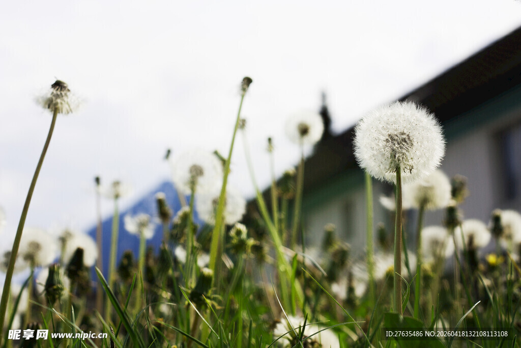 草地中的蒲公英与房屋