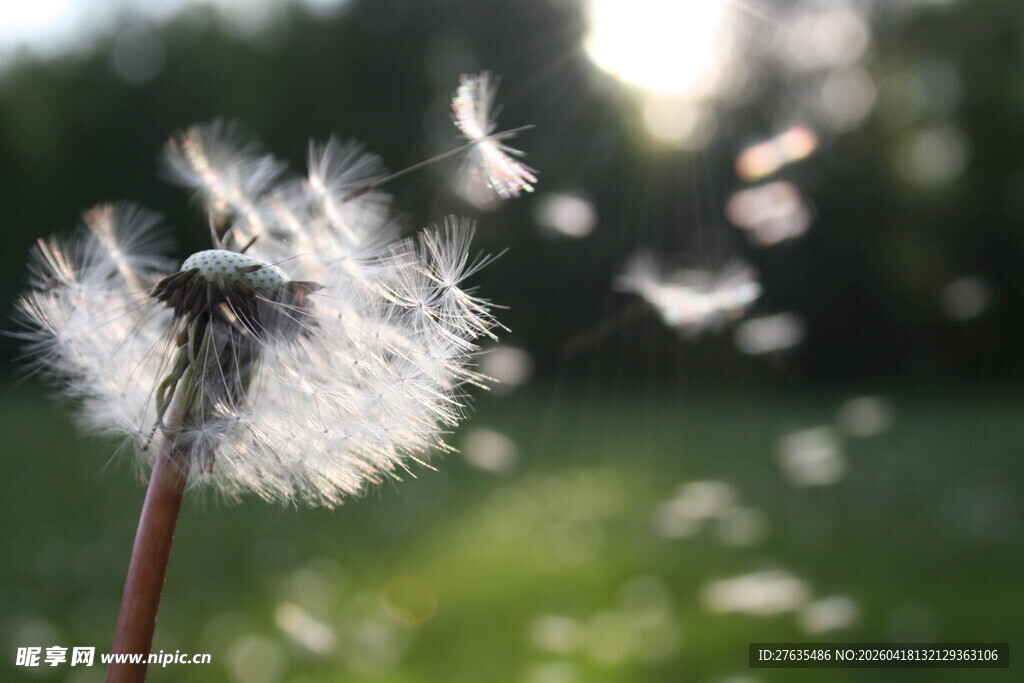 阳光下飞扬的蒲公英种子