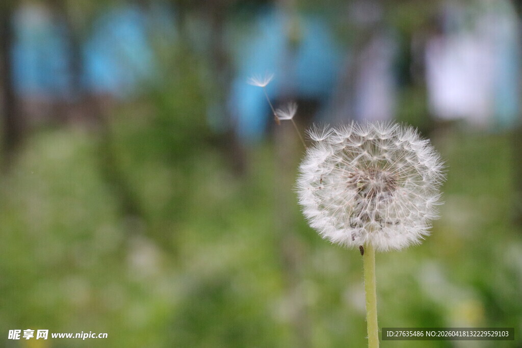 蒲公英轻盈种子待风启程