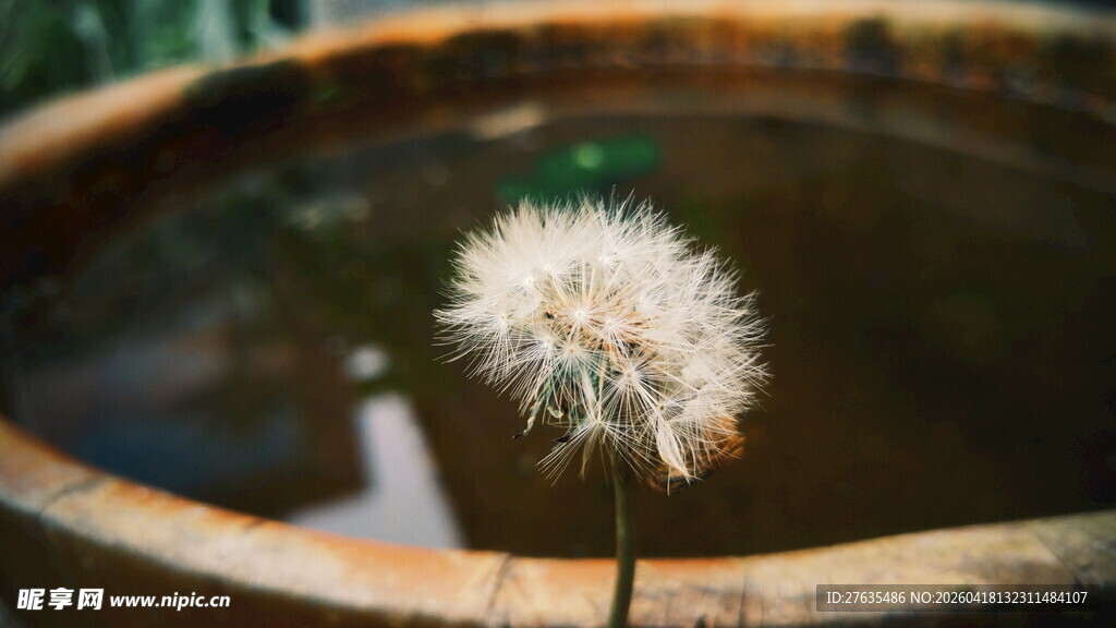独株蒲公英于旧容器中绽放