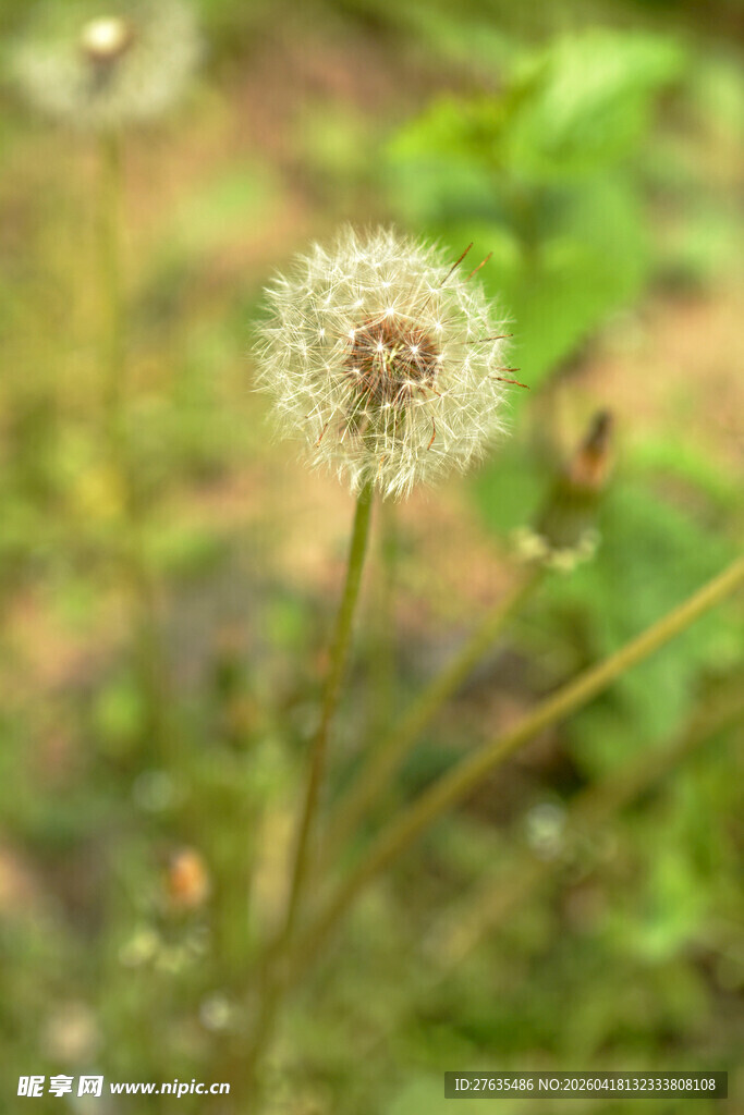 田野中的蒲公英特写