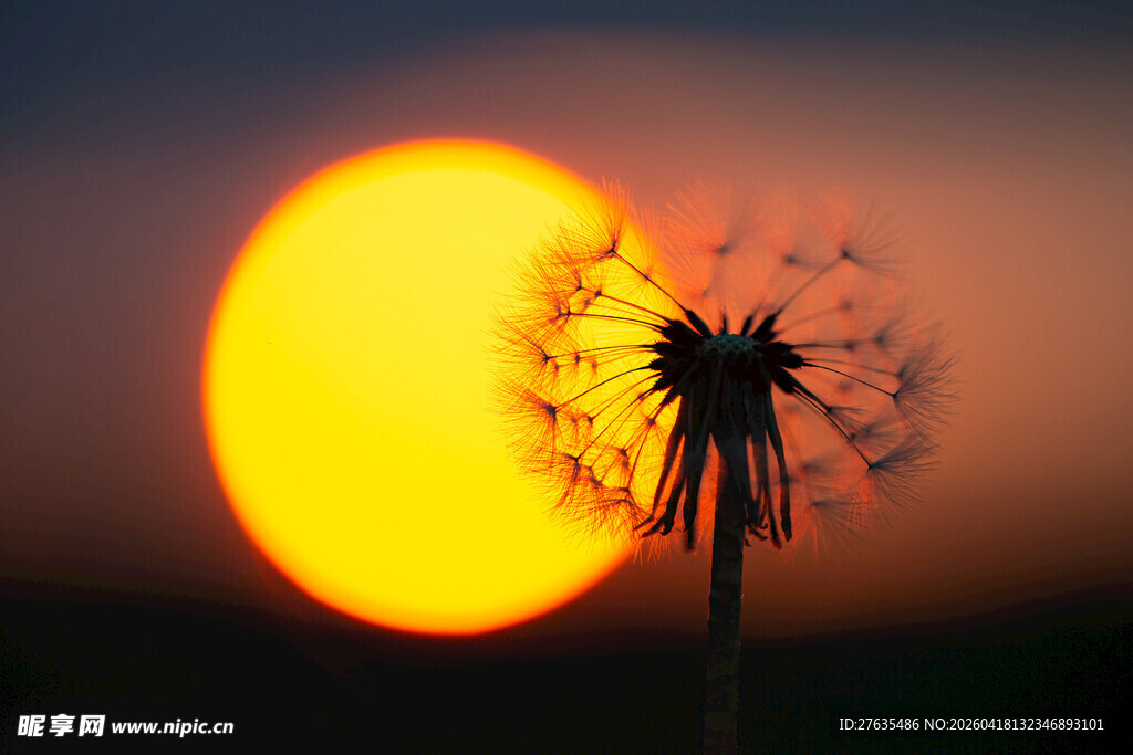 夕阳下的蒲公英剪影