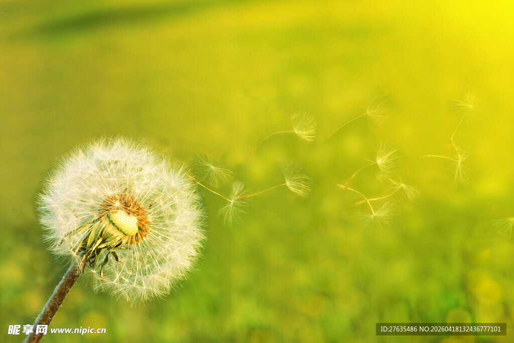 阳光下的蒲公英