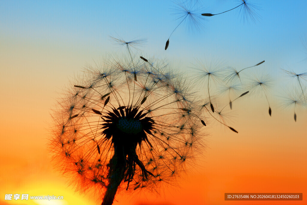 夕阳下飞舞的蒲公英