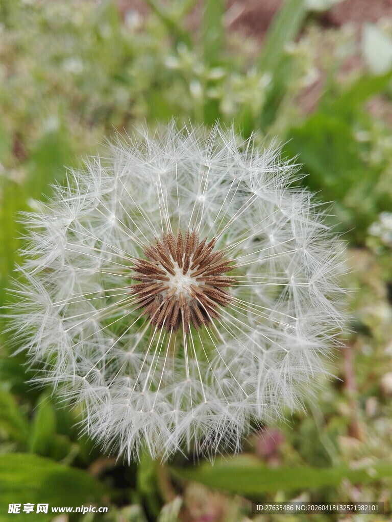 蒲公英特写