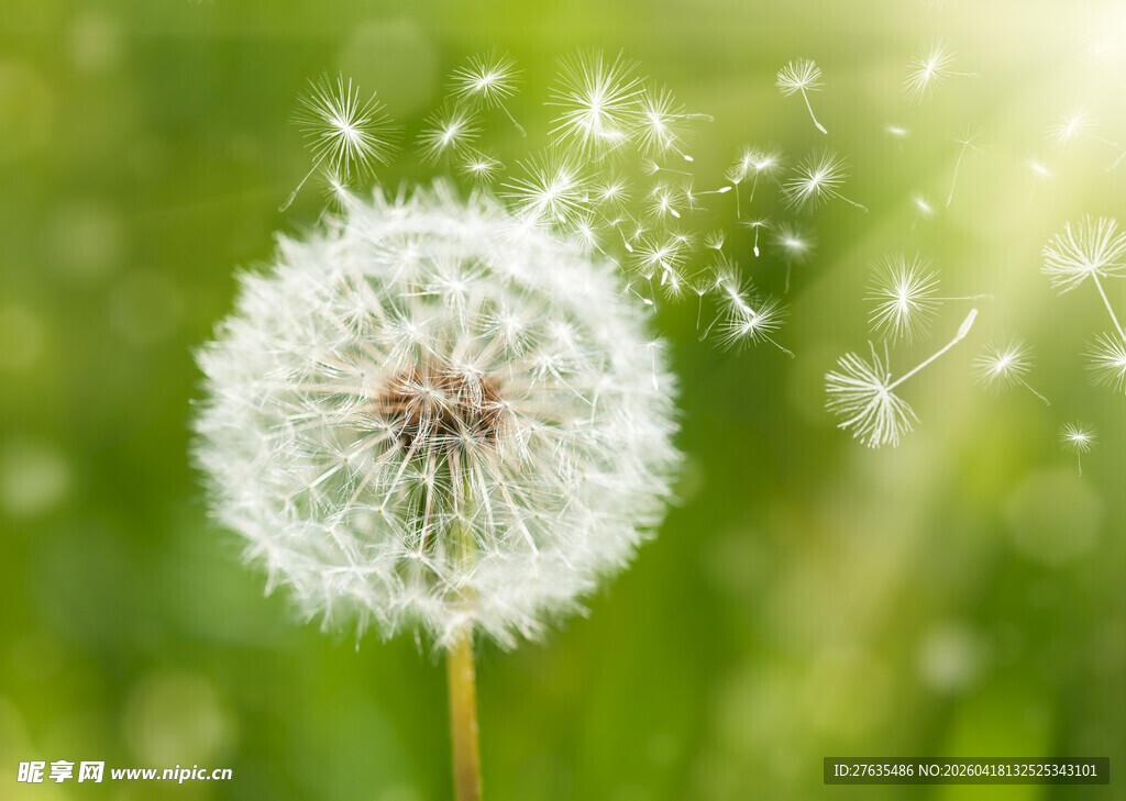 蒲公英飘散的美丽瞬间
