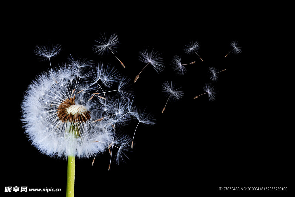 蒲公英种子飞舞的瞬间