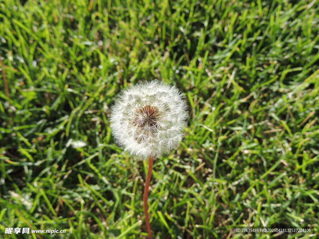 草地上的蒲公英