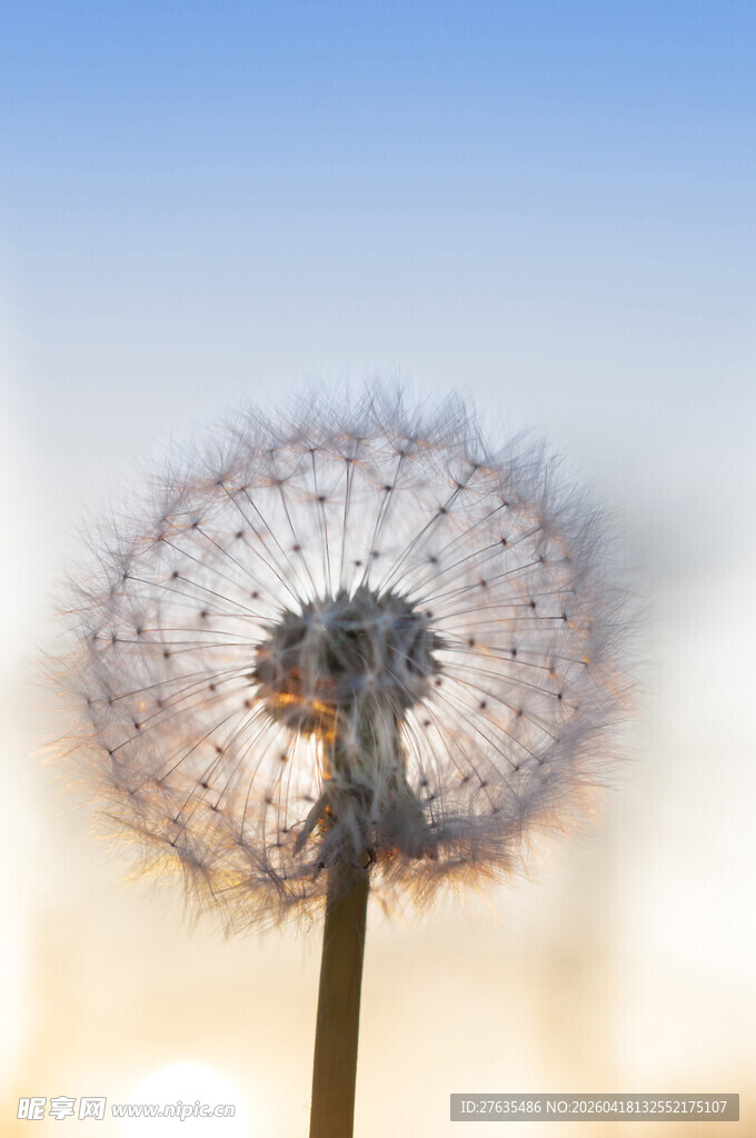 阳光下的蒲公英