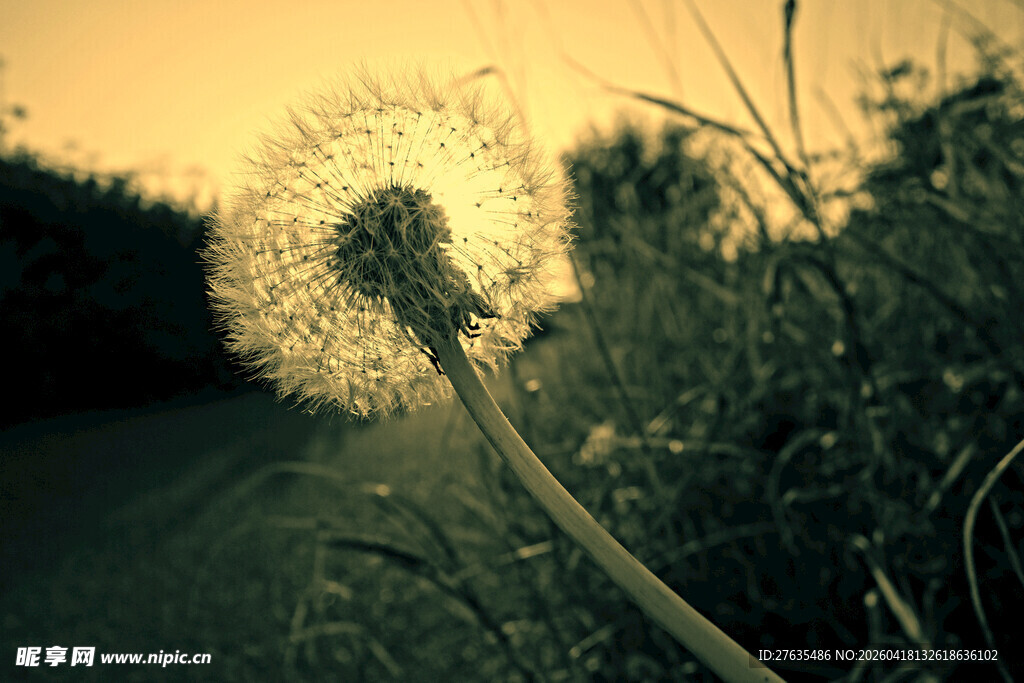 夕阳下的蒲公英