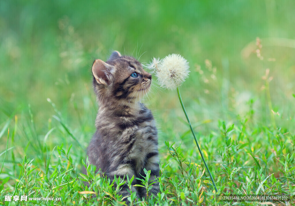 小猫嗅闻蒲公英