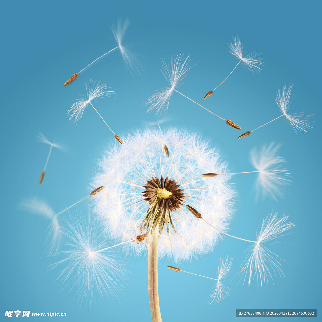 蓝天下飞扬的蒲公英种子