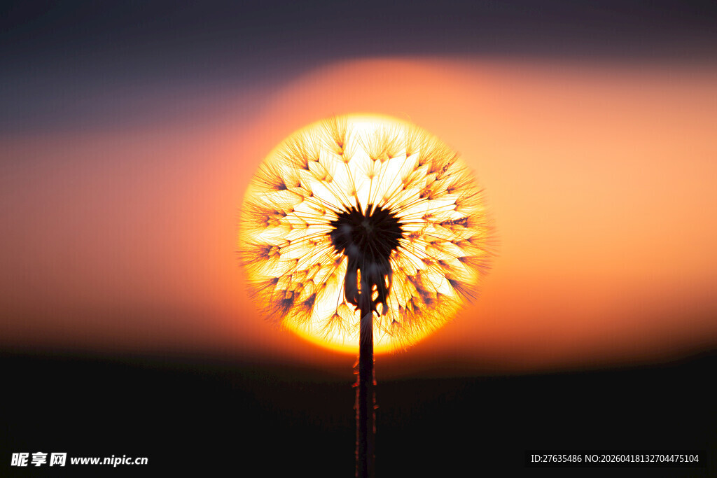 夕阳下的蒲公英梦幻一刻