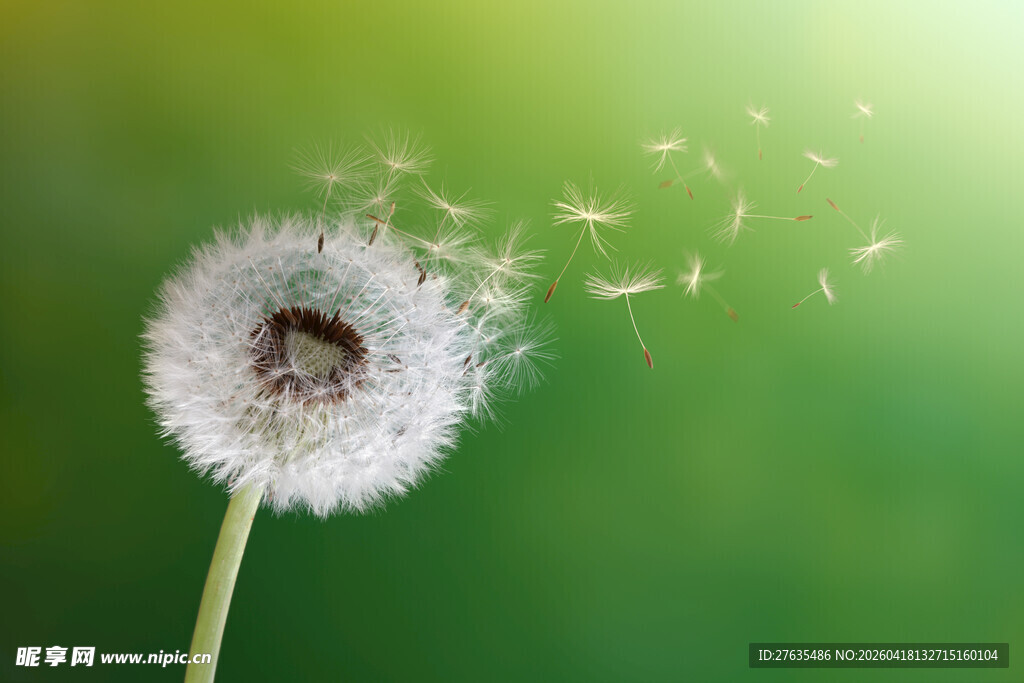蒲公英飘散的美丽瞬间