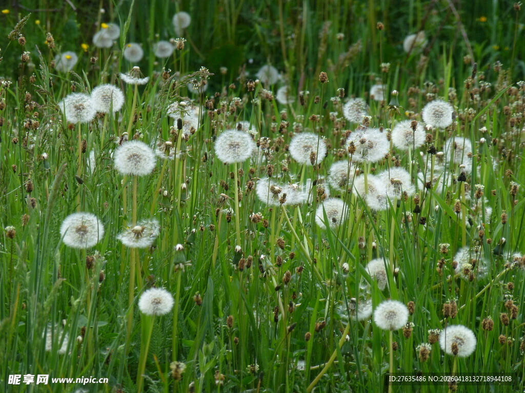 蒲公英绽放的绿色草地