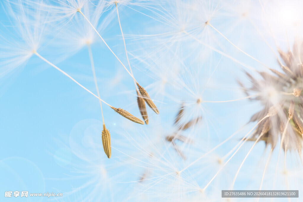 蓝天下飘飞的蒲公英种子