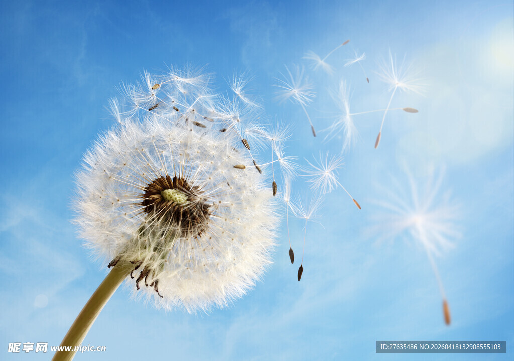 蓝天下飘飞的蒲公英