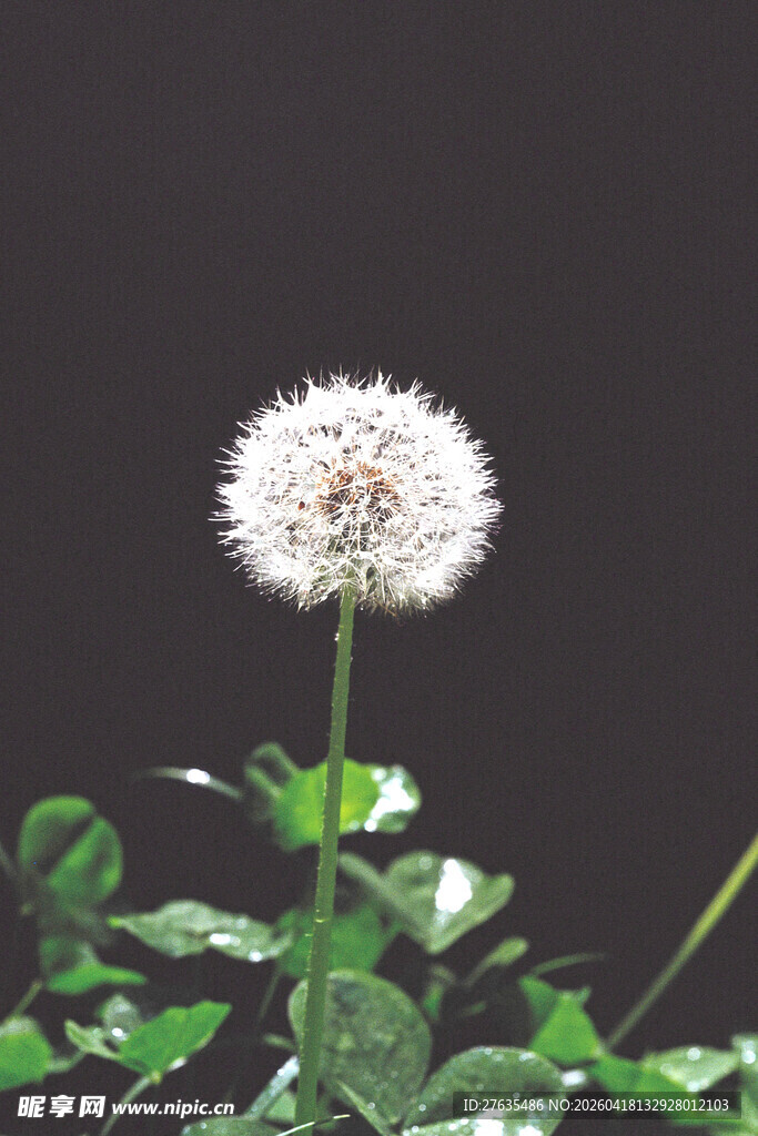 单株蒲公英特写