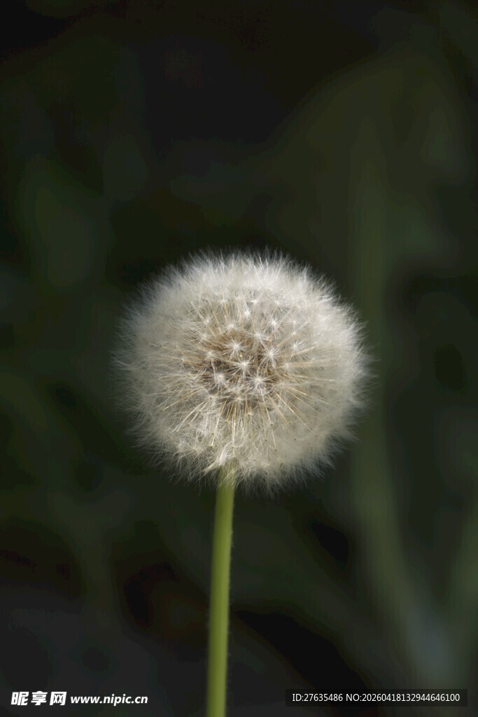 白色蒲公英特写