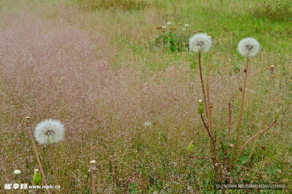 粉黛乱子草中的蒲公英