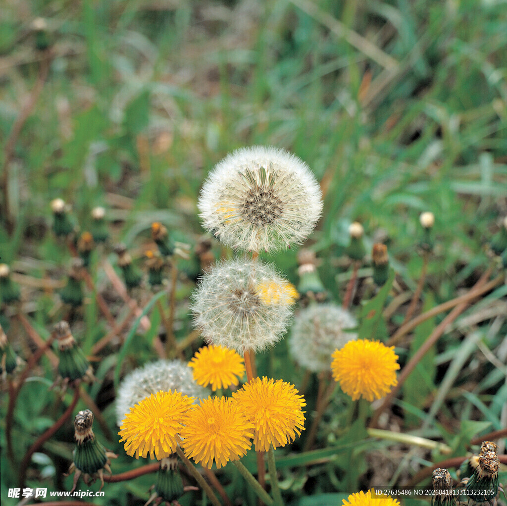 草地上的蒲公英与小黄花