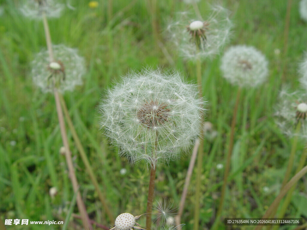 草地上的蒲公英球
