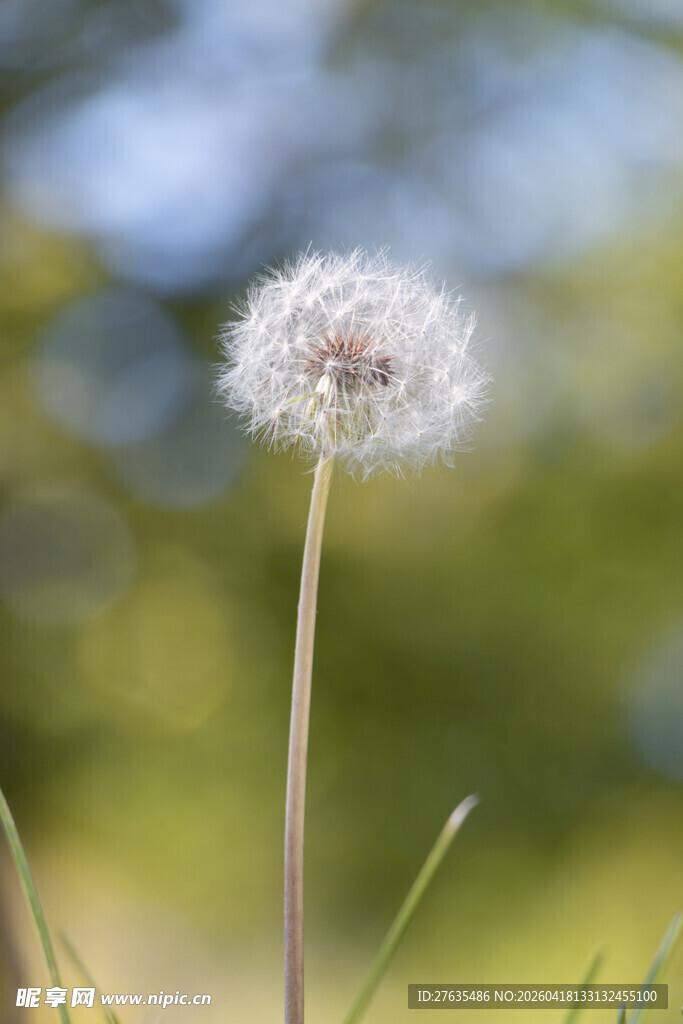 阳光下的蒲公英